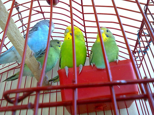 my birds