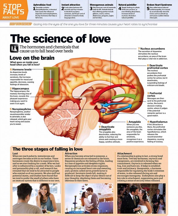 Neuroscience - love