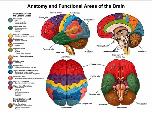 Brain functions