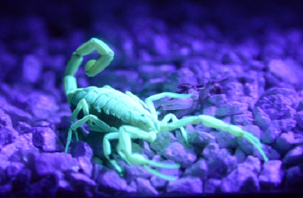green scorpion pic 3
