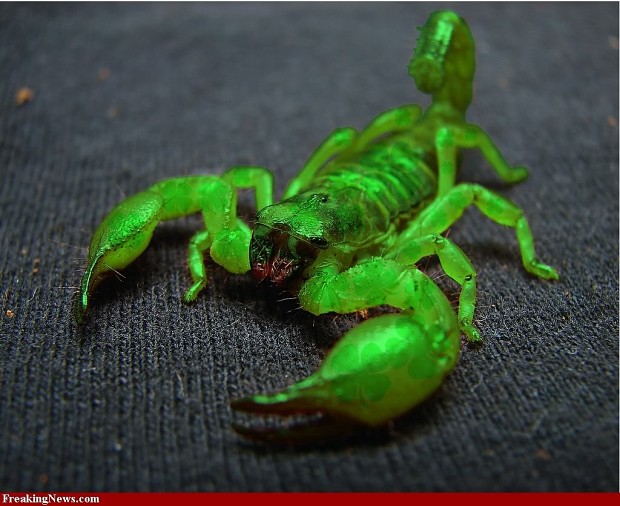 green scorpion pic 1