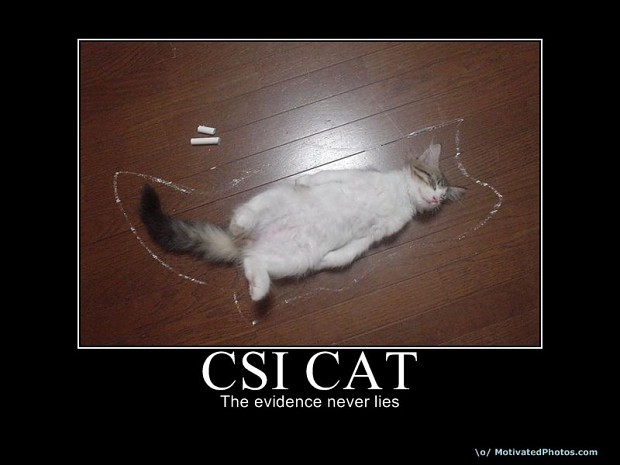 CSI cat