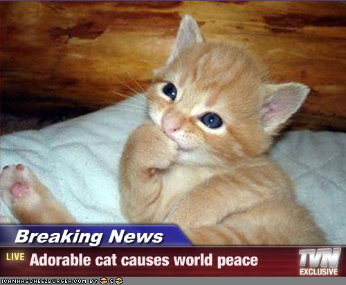 cat make peace!