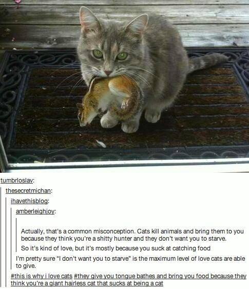 CATS...