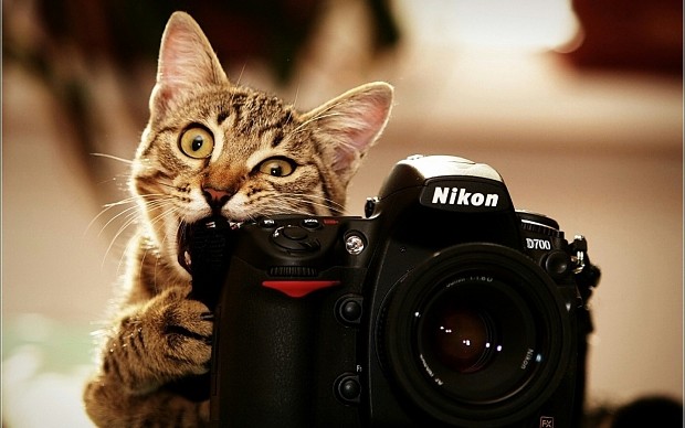 camera-cat