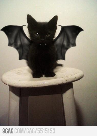 We are ready for the halloween! =D =P XD