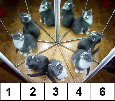 How many cats are there in real ?_? O_o =D =P XD