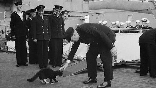 Churchill and a cat