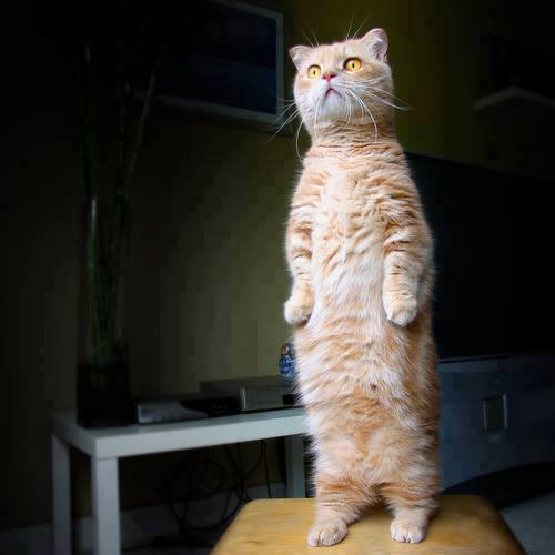 Confused cat. =o =D =P XD