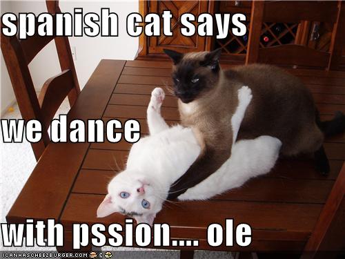 Spanish cat