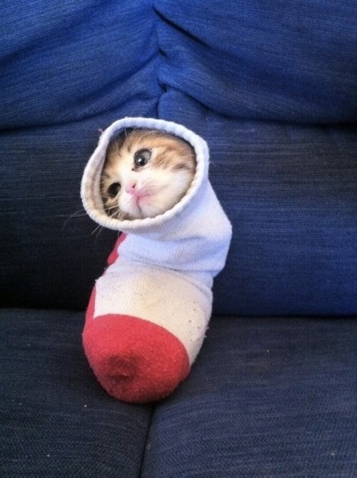 Kitten in a sock :D