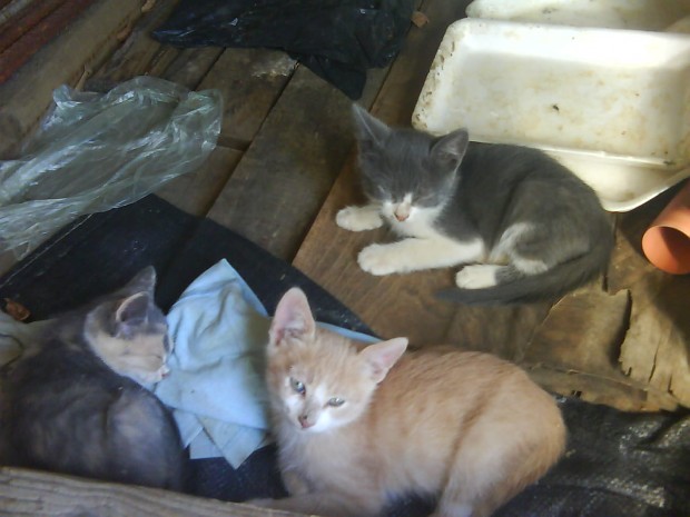 A bunch of kittens on my grandfather's farm