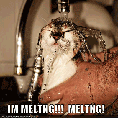 Melting Cat