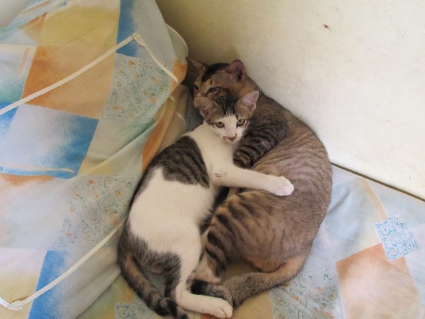Cats Hug