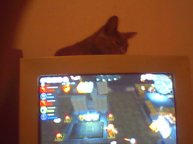 My cat with Pc on