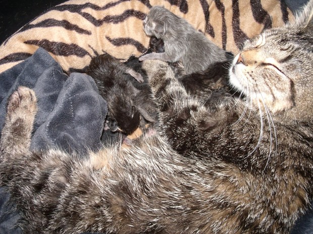 3 Hour Old Kittens