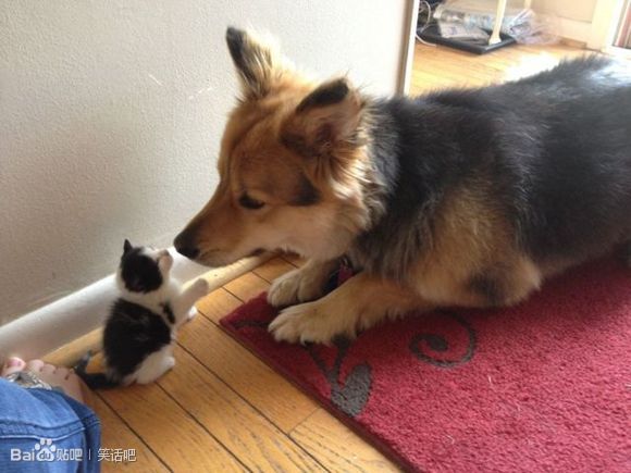 Kitten and her big friend
