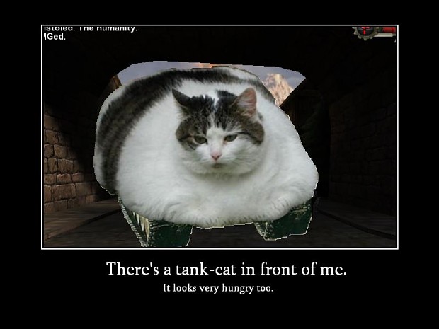 A normal Tank-Cat