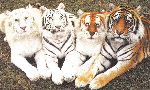 More Tigers