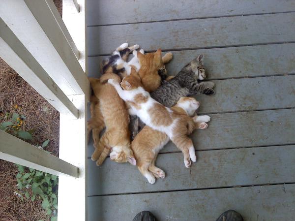 Here comes image of some kittens