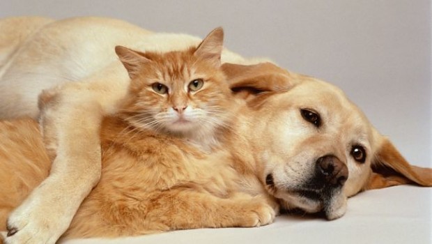 cat lovers and dog lovers groups