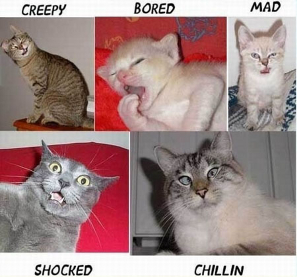 Cats faces :)