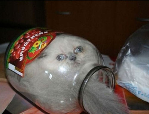cat-stuck-in-jar