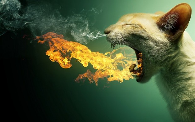 flaming cat
