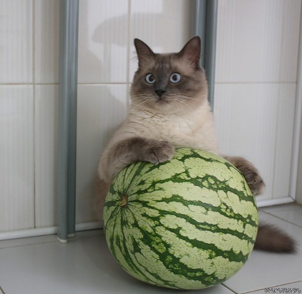Cat and watermelon  (or watermelon and cat)