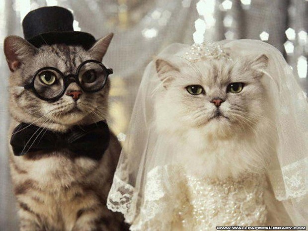 cats in wedding