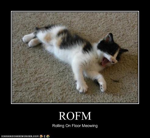 roll on floor cat