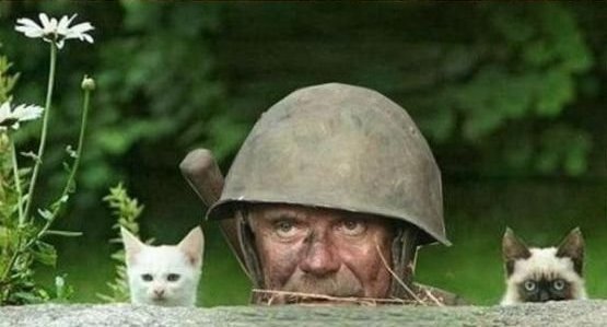 Cats at war