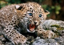 Surprised Baby Leopard