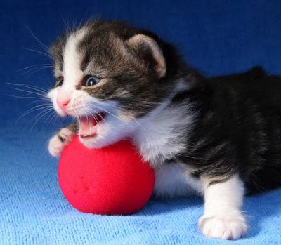 let the cat keep its ball