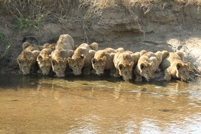 Group of Lions