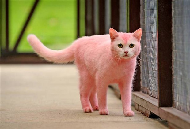 "Oi! Kitty" the mysterious Swindon Pink Cat