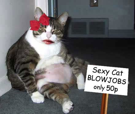 Sexy Cat