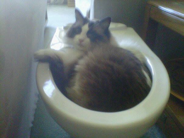 The cat in the toilet