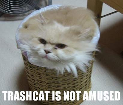 Trashcat's not amused