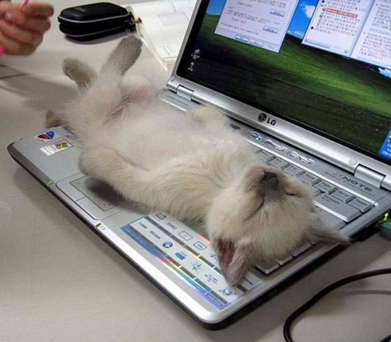 Cat Sleeping on a Laptop
