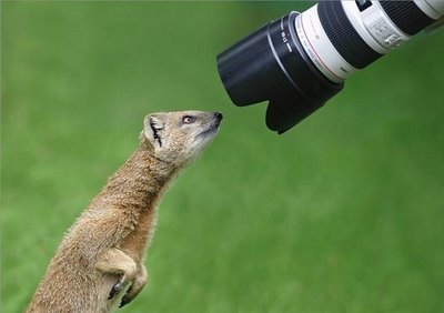 Animal looking at a Camera