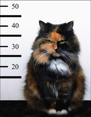 Criminal Cat