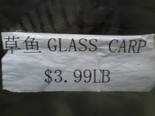 *Glass* carp for sale