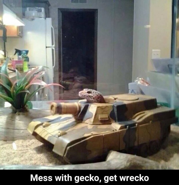 Mess with the gecko, you get wrecko.