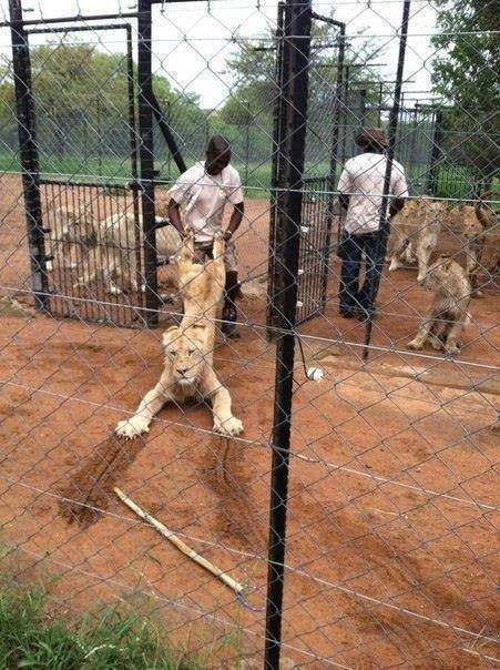 Meanwhile in Africa...
