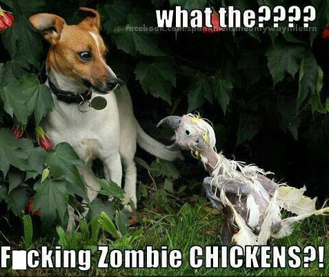 Zombie chickens