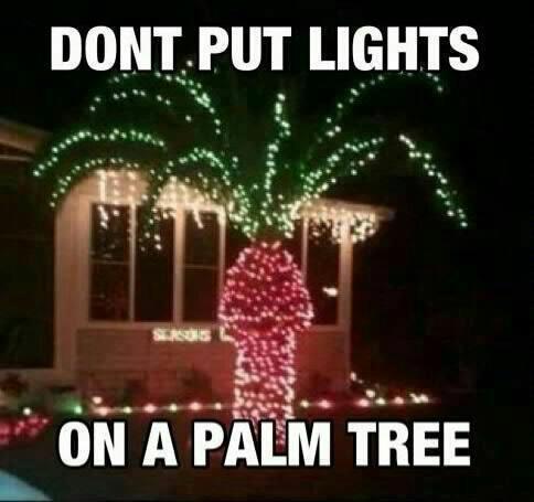 lights in the palm