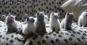 Cat Gifs