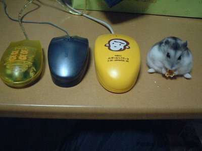 Mouse, mouse, mouse, MOUSE!