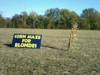 Corn Maze For Blondes